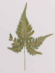 Pteris argyraea. Herbarium specimen of a self-sown plant from Kerikeri, AK 288169, showing a sterile frond.
 Image: Auckland Museum © Auckland Museum All rights reserved